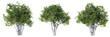 © Chayanee - Amelanchier tree on transparent background.3d rendering