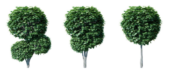 Poster - acer globosum isolate transparent background.3d rendering