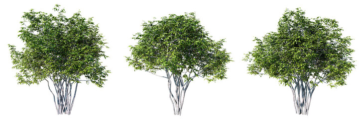 Fototapete - Amelanchier tree on transparent background.3d rendering