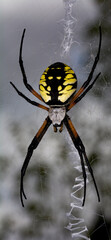 spider on a web