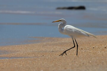 Wall Mural - White egret walking along the sandy beach with the ocean in the background on a sunny day