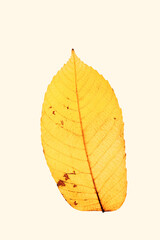 Wall Mural - Macro photo of autumn yellow walnut leaf with natural texture on beige background. Fall colored aesthetic foliage closeup with veins, autumnal leaf, beauty of nature. Minimal monochrome nature