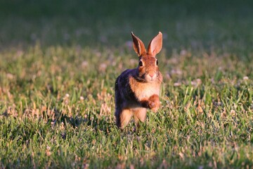 Wall Mural - Rabbit captured mid-hop in a grassy field during sunset