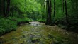 © UMAR SALAM - A dense forest with a single, clear stream flowing through, illustrating purity and the journey of life.