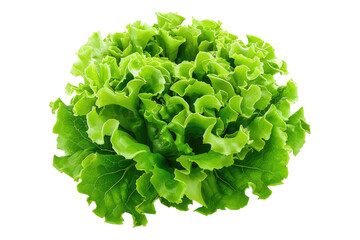 Wall Mural - Fresh green lettuce isolated on transparent background