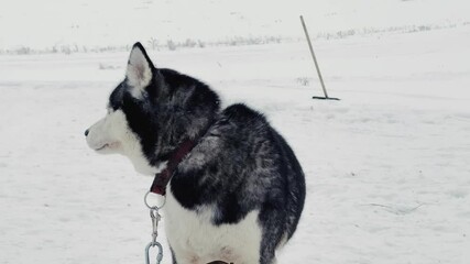 Wall Mural - A black and white dog is standing in the snow