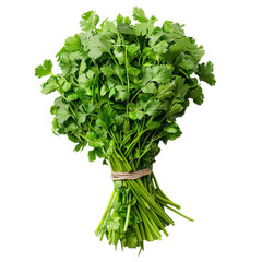 Wall Mural - Detailed cutout of a A bundle of cilantro isolated 