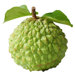 Detailed cutout of a A single cherimoya fruit isolated 