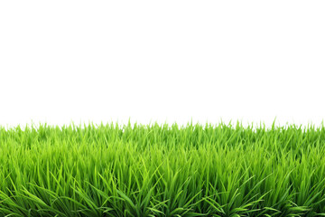 Green grass isolated on transparent background