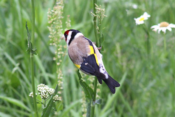 beautiful european goldfinch (adult bird) sitting on a stem of wild sorrel in a meadow, eating dande