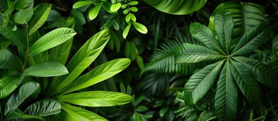 Poster - Scenic green leaves on a verdant backdrop in a garden setting with copy space image amongst lush greenery.
