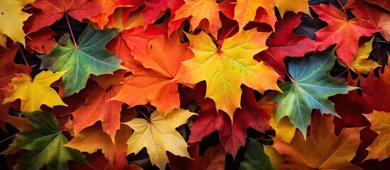 Fototapete - A variety of colorful maple leaves scattered on the ground in a park, Captured from above showcasing yellow, red, green hues, creating an autumn-themed copy space image.
