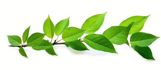 Wall Mural - Fresh green leaves on a white background with a clipping path for design elements, perfect for a copy space image.