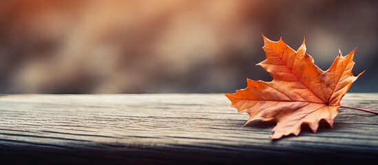 Fototapete - A single autumn leaf is placed on a table with copy space image.