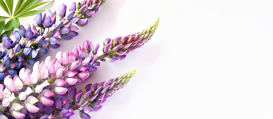 Aufkleber - A blooming lilac and rose Lupine flower set against a clean white backdrop, creating a vibrant summer floral motif with a copy space image.
