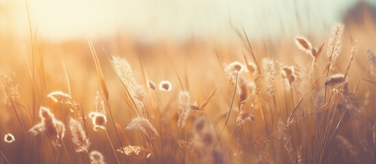 Aufkleber - Vintage photo of a nature wild meadow with soft sunshine creating a morning sunlight background, ideal for a creative design with nature concept and copy space image.