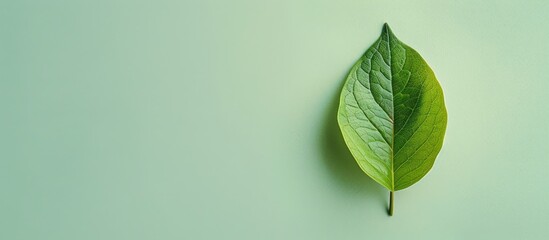 Aufkleber - An isolated green leaf sits against a soft pastel background with space for text or design, perfect for a flat lay composition viewed from the top. with copy space image