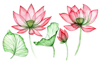 Wall Mural - watercolor drawing, transparent lotus flower. set of lotus flowers and leaves