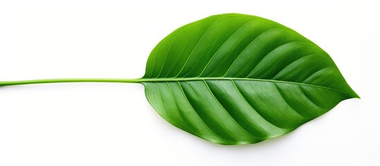 Fototapete - Green leaf on white backdrop with copy space image available.