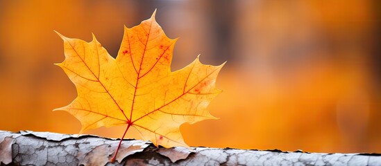 Fototapete - Close-up of a yellow maple leaf in autumn with ample copy space image.