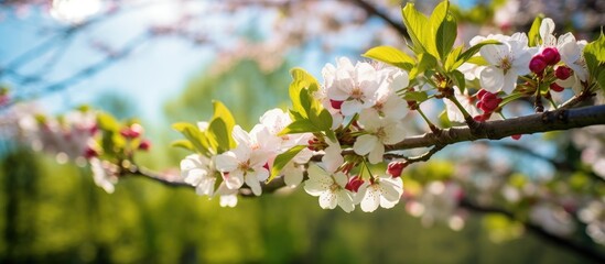 Wall Mural - In the park, a beautiful cherry tree in Early Spring blooms with white and pink flowers in the sunlight. The image has a selective focus with a blurred background, featuring apple branches against a