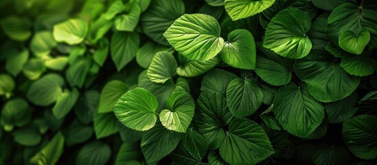 Aufkleber - A detailed view of verdant leaves in a natural setting with copy space image available.
