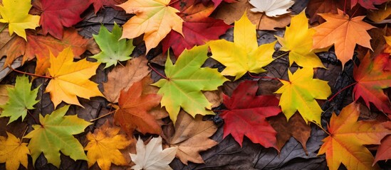 Fototapete - A variety of colorful maple leaves scattered on the ground in a park, Captured from above showcasing yellow, red, green hues, creating an autumn-themed copy space image.