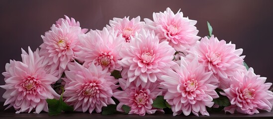 Poster - Chrysanthemums, also known as chrysanthemum flowers, create a beautiful display with copy space image.