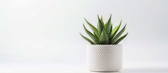 Aufkleber - Modern, stylish office plant - Haworthia Fasciata in pot, set on white textured backdrop in top view with copy space image.