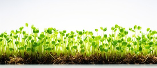 Aufkleber - Close-up of micro-green sprouts on a white backdrop with ample copy space image, promoting a healthy diet and lifestyle.