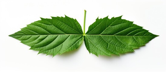 Aufkleber - White copy space image featuring a papaya leaf, ideal for conveying a natural medical healing concept.