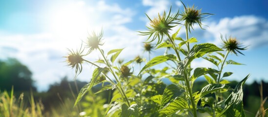 Aufkleber - Summer sun leads to the rapid growth of weeds, an ideal opportunity for botanical growth, perfect for a copy space image.