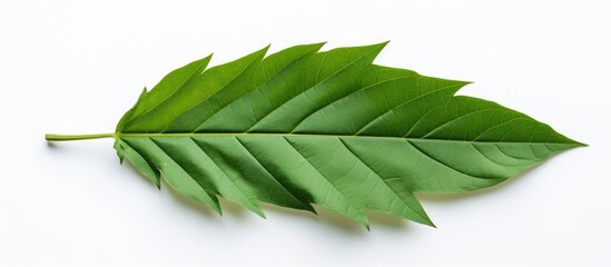 Aufkleber - White copy space image featuring a papaya leaf, ideal for conveying a natural medical healing concept.