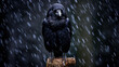 © CrazyJuke - A brave crow stands defiant in a thunderstorm, showcasing resilience with rainsoaked feathers.