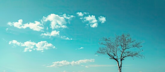 Wall Mural - A lifeless tree set against a stunning, unclouded blue sky in a photo featuring ample copy space.