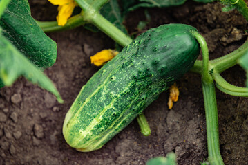 Wall Mural - Green plant with ripe cucumbers in summer garden.