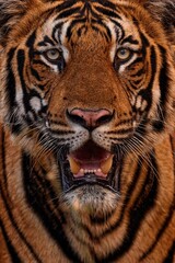 Wall Mural - india, tiger close-up detail portrait. indian tiger walk between the trees, hidden in the forest. bi