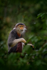 Wall Mural - red-shanked douc langur, detail portrait of cute rare andemic monkey in the nature habitat. vietnam 