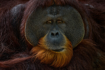 Wall Mural - wildlife borneo. orangutan close-up forest portrait. bornean orangutan, pongo pygmaeus, critically e