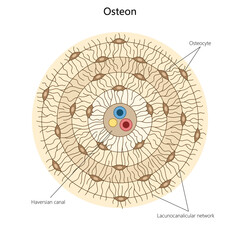 Wall Mural - osteon, highlighting osteocytes, Haversian canal, and the lacunocanalicular network in bone tissue structure diagram hand drawn schematic vector illustration. Medical science educational illustration