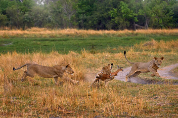 Wall Mural - Lions, Khwai river, Botswana in Afica. Big cats family in the nature habitat, Botswana nature. Animal behavior in nature. Lion