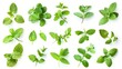An assortment of mint leaves that is known for their refreshing scent and jagged edges, and is commonly used to flavor drinks and food
