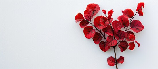 Poster - A red heart-shaped plant on a plain white backdrop with space for text, perfect for a valentine or name card with a natural theme. image with copy space
