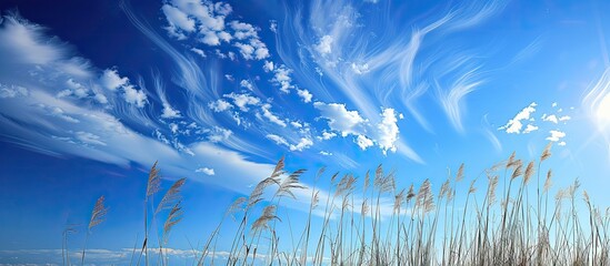 Poster - A summer scene featuring a copy space image: reeds silhouetted against a blue sky dotted with Cirrus clouds.