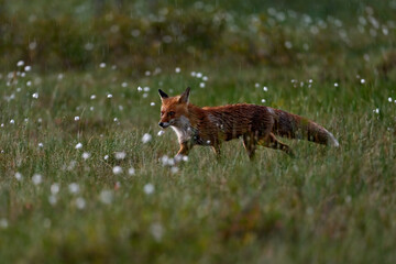 Wall Mural - finland wildlife. red fox, vulpes vulpes, beautiful animal on green vegetation, cotton grass flower,
