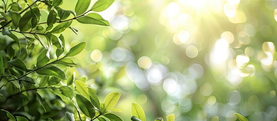 Wall Mural - A nature-themed close-up image showcasing green leaves, blurred plants, and sunlit branches in a garden during summer, designed with a view for adding text in the copy space image.