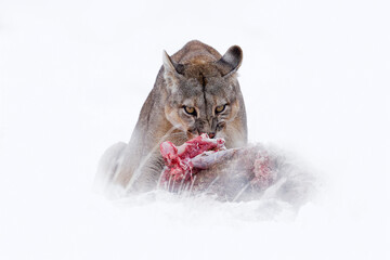 Wall Mural - Puma catch lama guanaco, nature winter habitat with snow, Torres del Paine, Chile. Wild big cat Cougar, Puma concolor, Snow sunset light and dangerous animal. Wildlife nature, puma carcass.