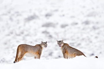 two wild puma nature winter habitat with snow, torres del paine, chile. big cat cougar, puma concolo