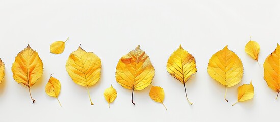 Poster - White background with yellow autumn leaves arranged neatly for a minimalist style, featuring copy space image.