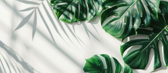 Aufkleber - Tropical monstera leaf arrangement framed in white against a light grey backdrop in a studio copy space image. Ample room for adding text.